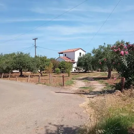 Olive Tree *