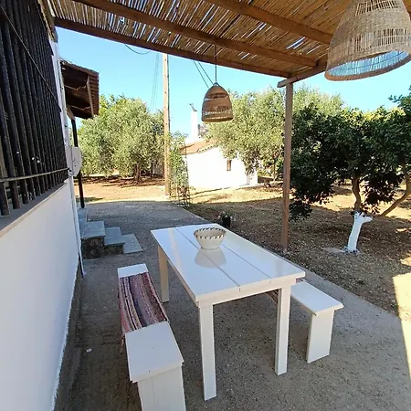 Olive Tree *